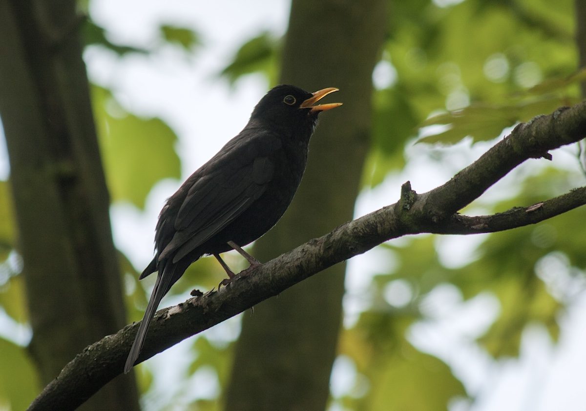 blackbird singing